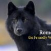 Romeo the Friendly Wolf